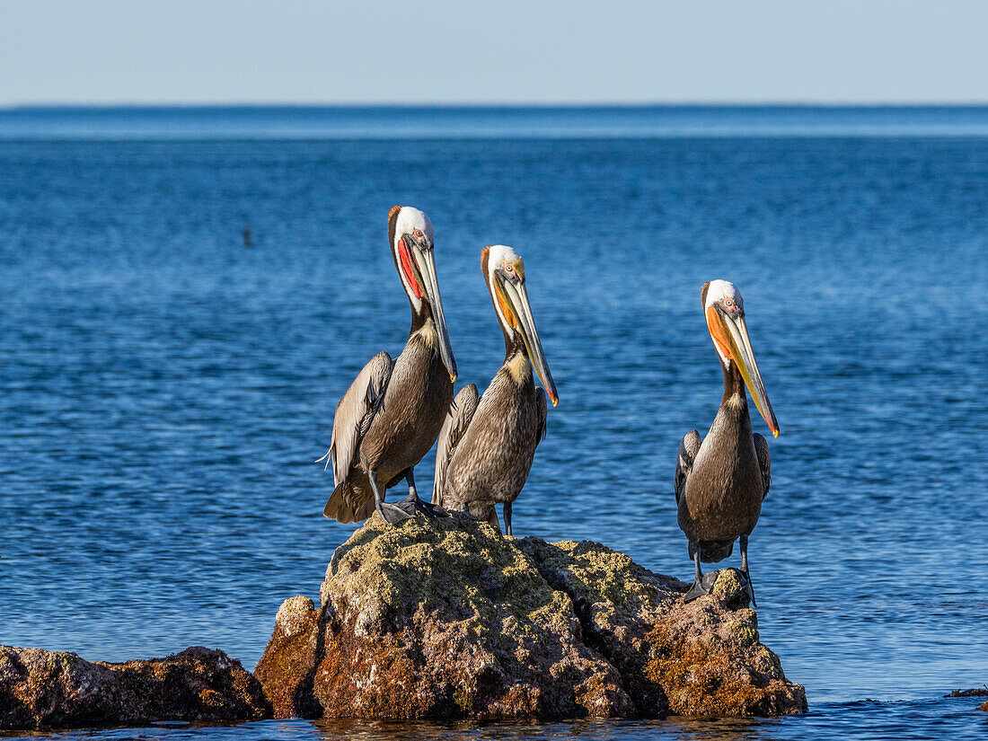 Adult brown pelicans (Pelecanus occidentalis), on a small islet near Isla Salsipuedes, Baja California, Mexico, North America