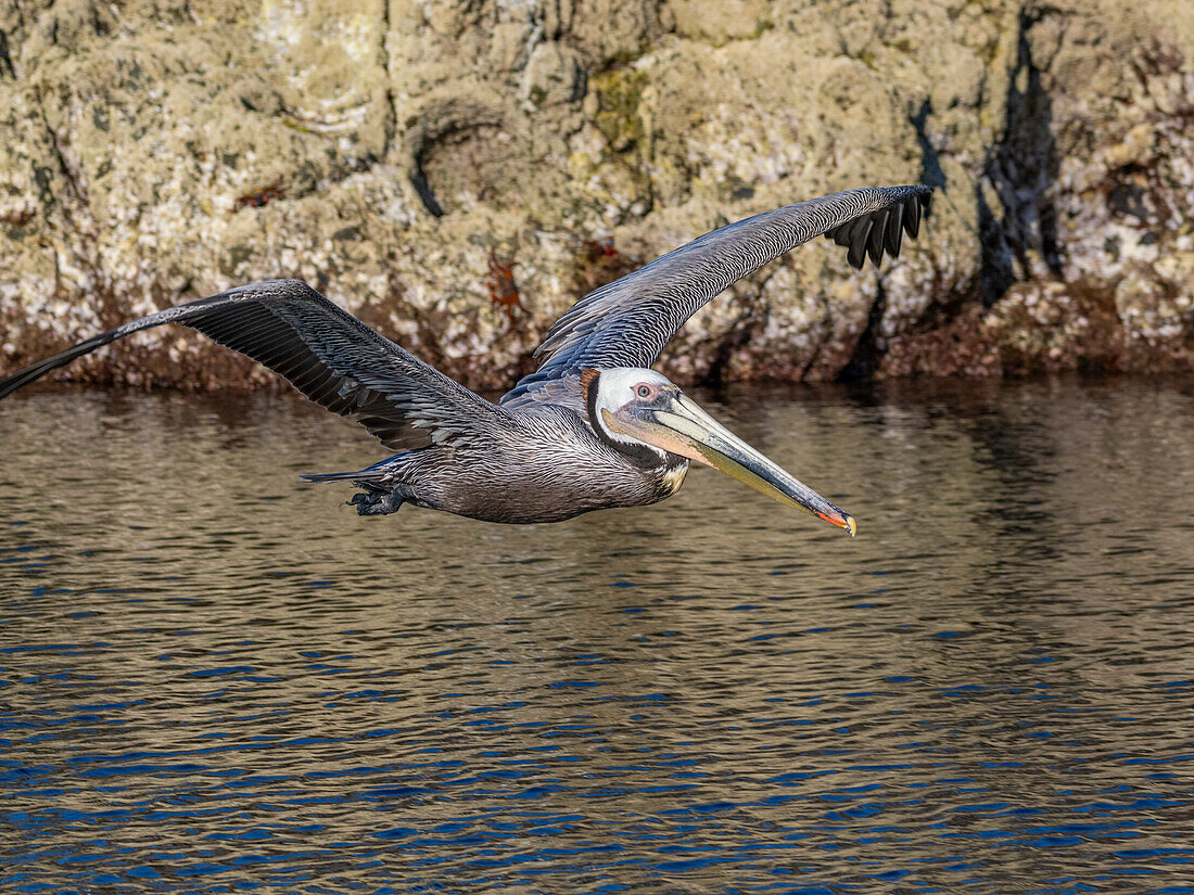 Adult brown pelican (Pelecanus occidentalis), taking flight on a small islet near Isla Salsipuedes, Baja California, Mexico, North America