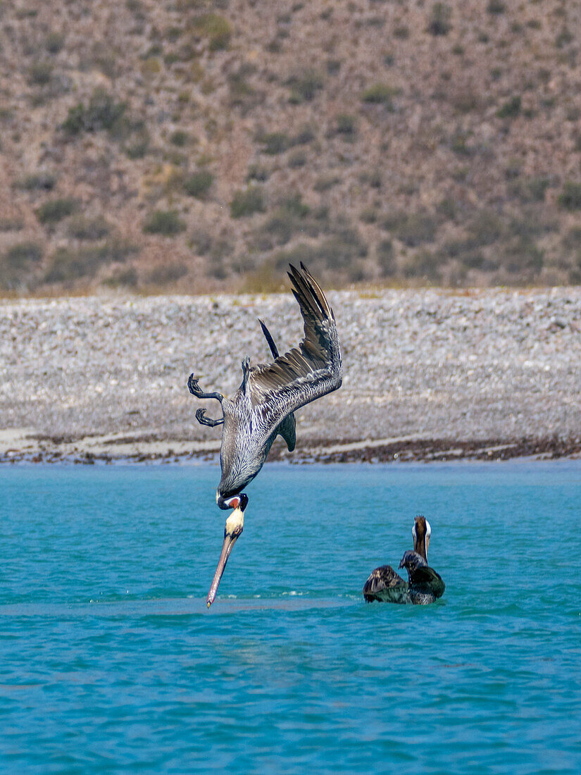 Adult brown pelicans (Pelecanus occidentalis), plunge diving for fish, Isla Carmen, Baja California Sur, Mexico, North America