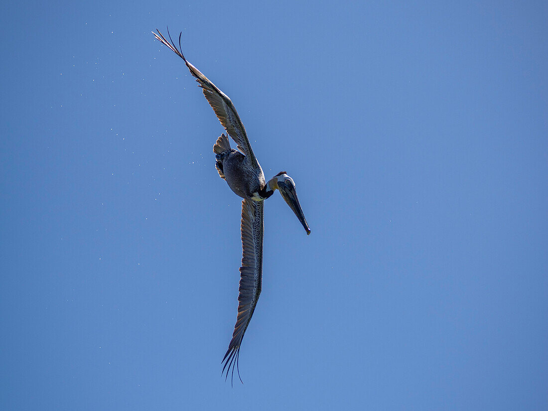 Ausgewachsener Braunpelikan (Pelecanus occidentalis), Tauchen nach Fischen, Isla Carmen, Baja California Sur, Mexiko, Nordamerika