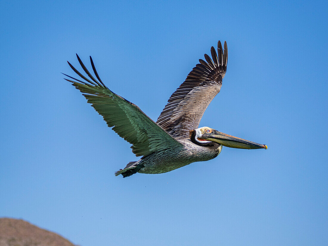 Adult brown pelican (Pelecanus occidentalis), in flight, Isla Carmen, Baja California Sur, Mexico, North America