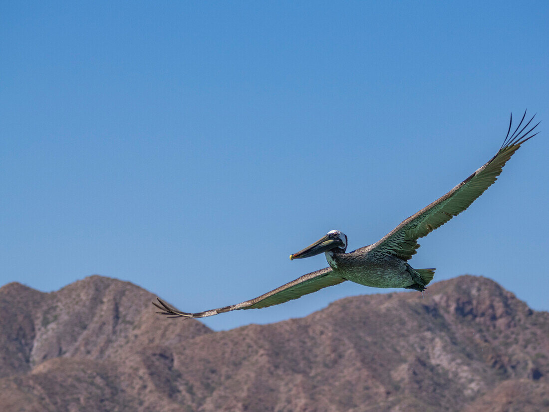 Ausgewachsener Braunpelikan (Pelecanus occidentalis), Tauchen nach Fischen, Isla Carmen, Baja California Sur, Mexiko, Nordamerika