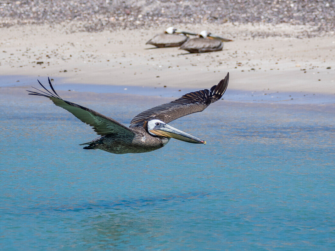 Adult brown pelican (Pelecanus occidentalis), in flight, Isla Carmen, Baja California Sur, Mexico, North America