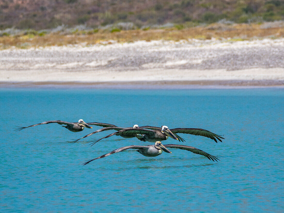 Adult brown pelicans (Pelecanus occidentalis), flying in formation, Isla Carmen, Baja California Sur, Mexico, North America