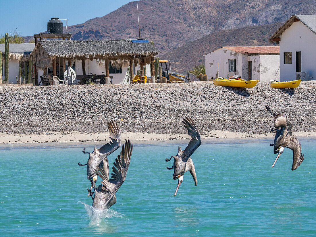 Adulter Braunpelikan (Pelecanus occidentalis), Sturzflug nach Fischen, Isla Carmen, Baja California Sur, Mexiko, Nordamerika