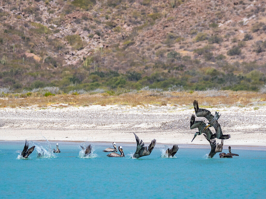 Ausgewachsener Braunpelikan (Pelecanus occidentalis), Sturzflug nach Fischen, Isla Carmen, Baja California Sur, Mexiko, Nordamerika