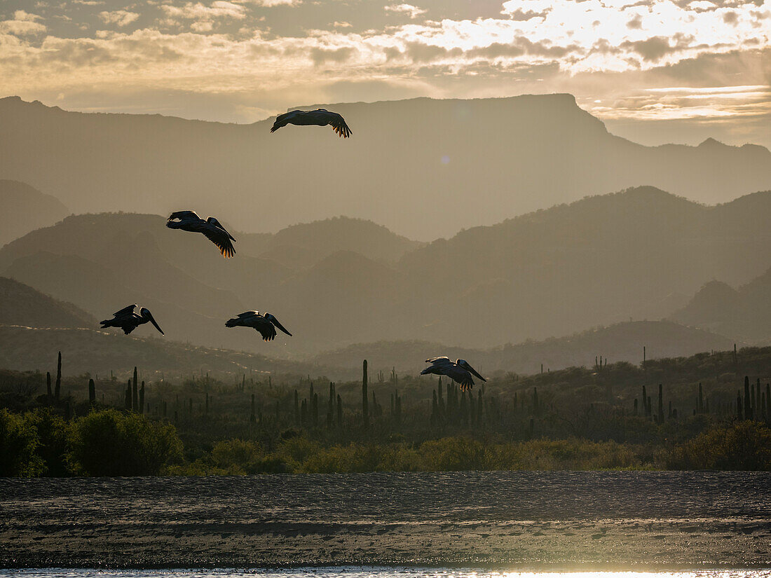 Ausgewachsene Braunpelikane (Pelecanus occidentalis), in Formation im Flug, Puerto Gatos, Baja California Sur, Mexiko, Nordamerika