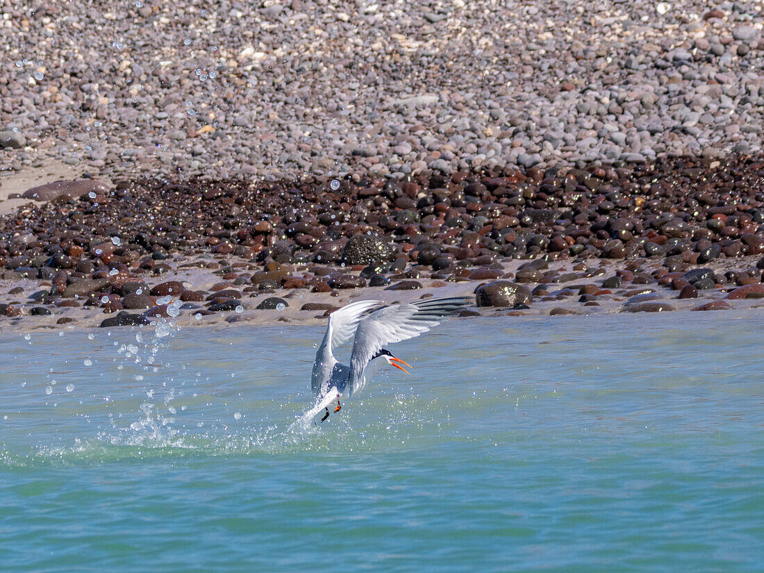 Adult elegant tern (Thalasseus elegans), plunge diving for fish on Isla Carmen, Baja California Sur, Sea of Cortez, Mexico, North America