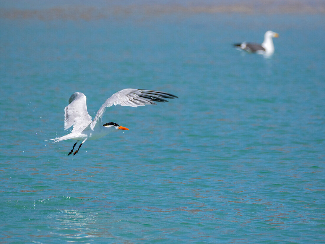 Adulte Trauerseeschwalbe (Thalasseus elegans), auf der Suche nach Fischen auf der Isla Carmen, Baja California Sur, Sea of Cortez, Mexiko, Nordamerika