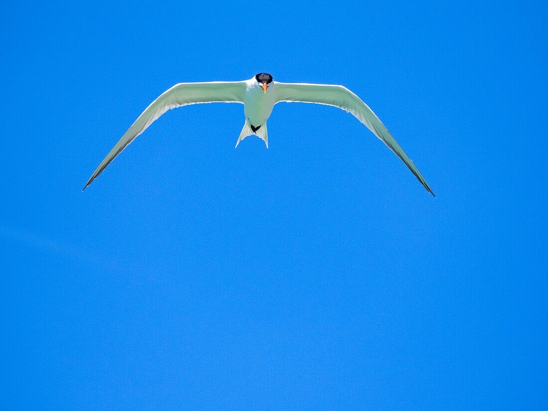 Adult elegant tern (Thalasseus elegans), looking for fish on Isla Carmen, Baja California Sur, Sea of Cortez, Mexico, North America