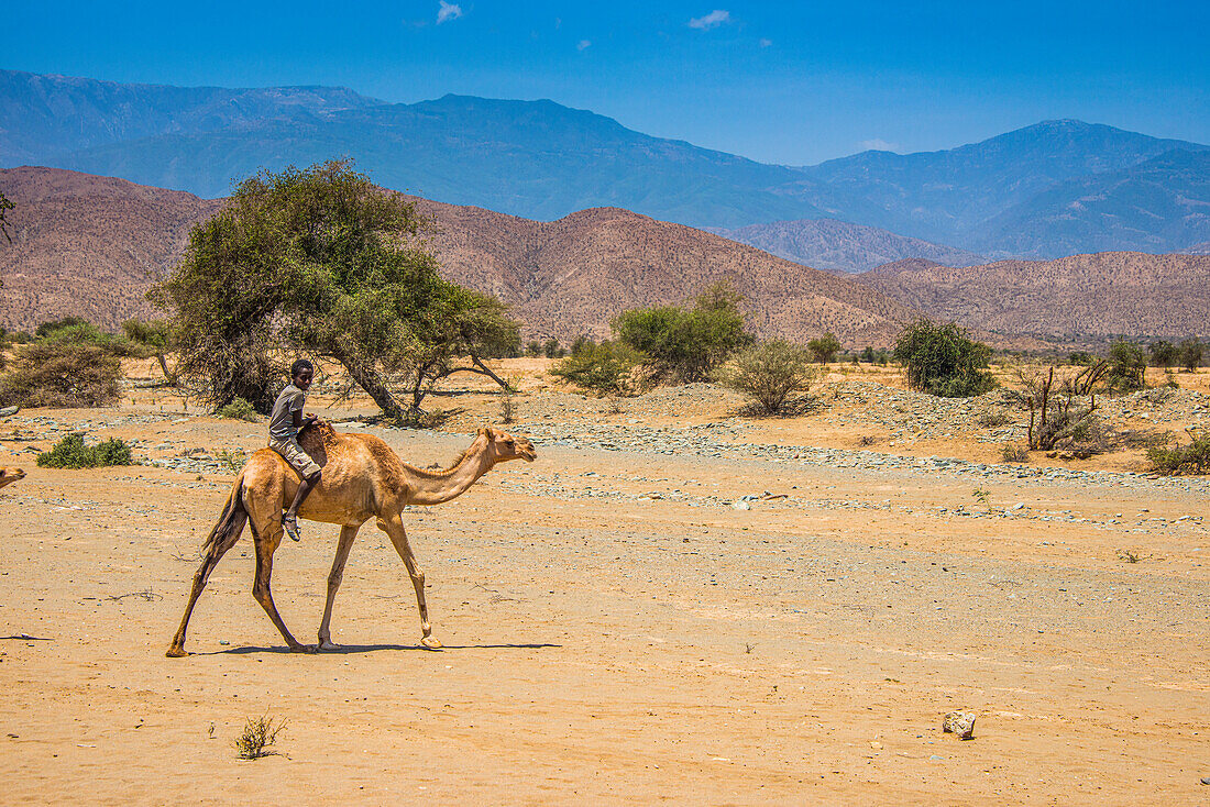 Boy riding on a camel in the lowlands of Eritrea, Africa