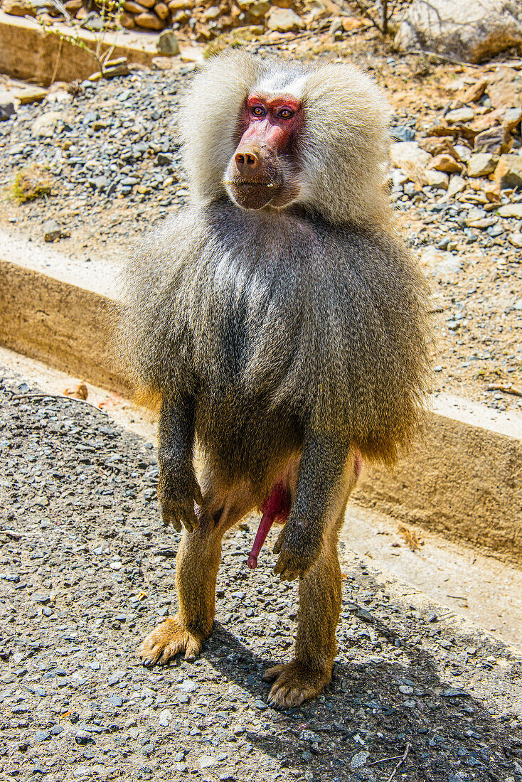 Hamadryas-Pavian (Papio hamadryas), entlang der Straße von Massawa nach Asmara, Eritrea, Afrika