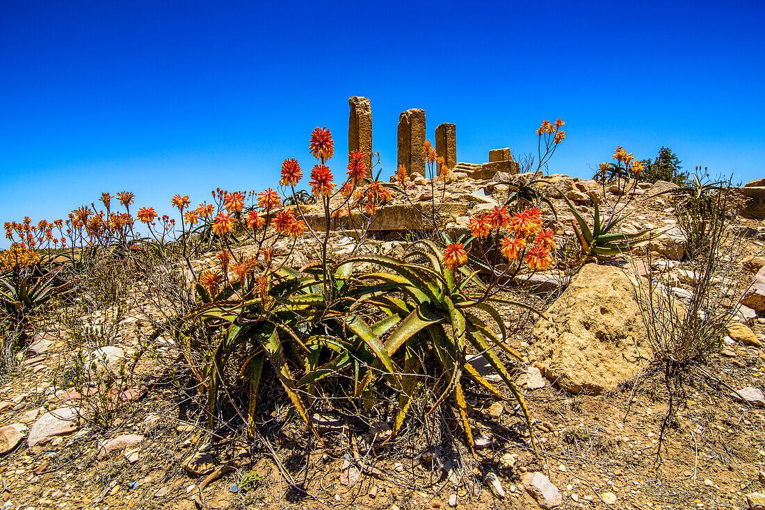 Blooming flowers in front of the columns of a ruined structure at the Pre-Aksumite settlement of Qohaito (Koloe), Eritrea, Africa