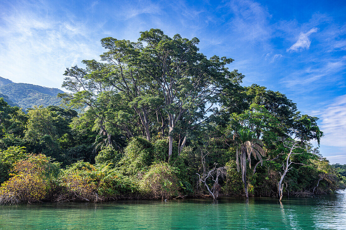 Rain forest in the Gombe Stream National Park, Lake Tanganyika, Tanzania, East Africa, Africa