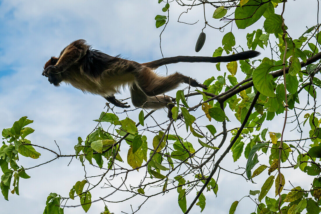 Grüne Meerkatze (Chlorocebus), Gombe Stream National Park, Tanganjikasee, Tansania, Ostafrika, Afrika