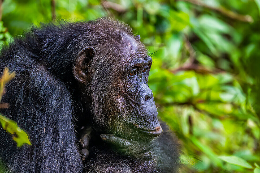 Chimpanzee (Pan troglodytes), Gombe Stream National Park, Lake Tanganyika, Tanzania, East Africa, Africa