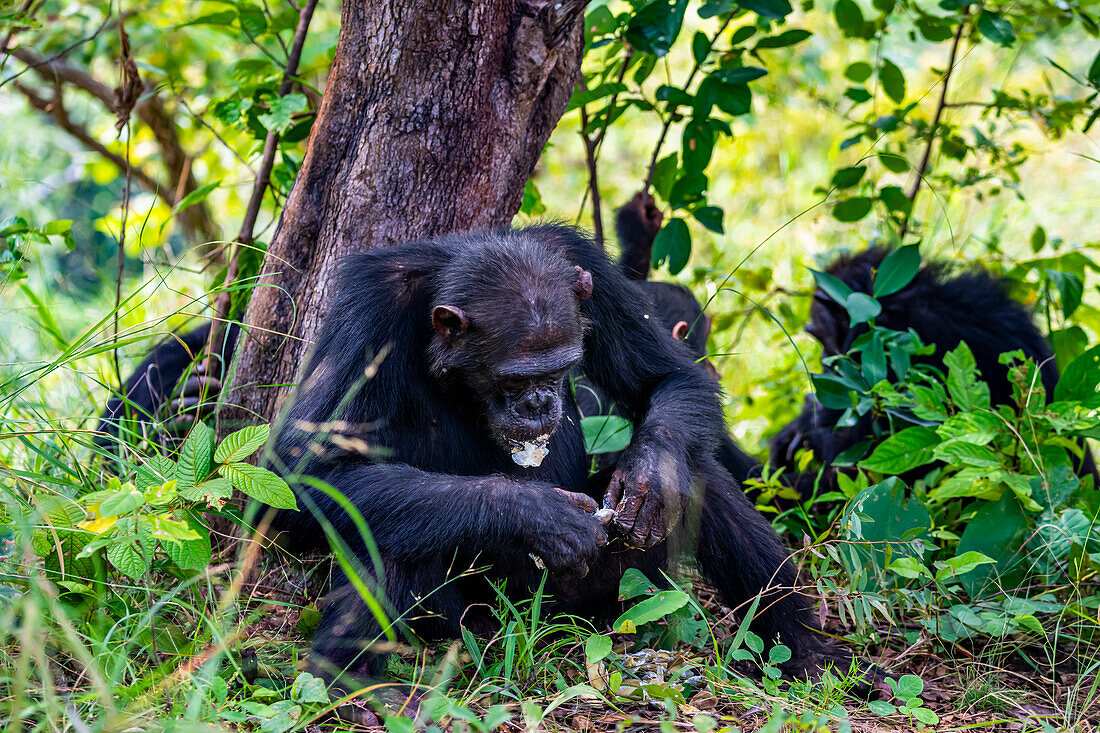 Chimpanzee (Pan troglodytes), Gombe Stream National Park, Lake Tanganyika, Tanzania, East Africa, Africa