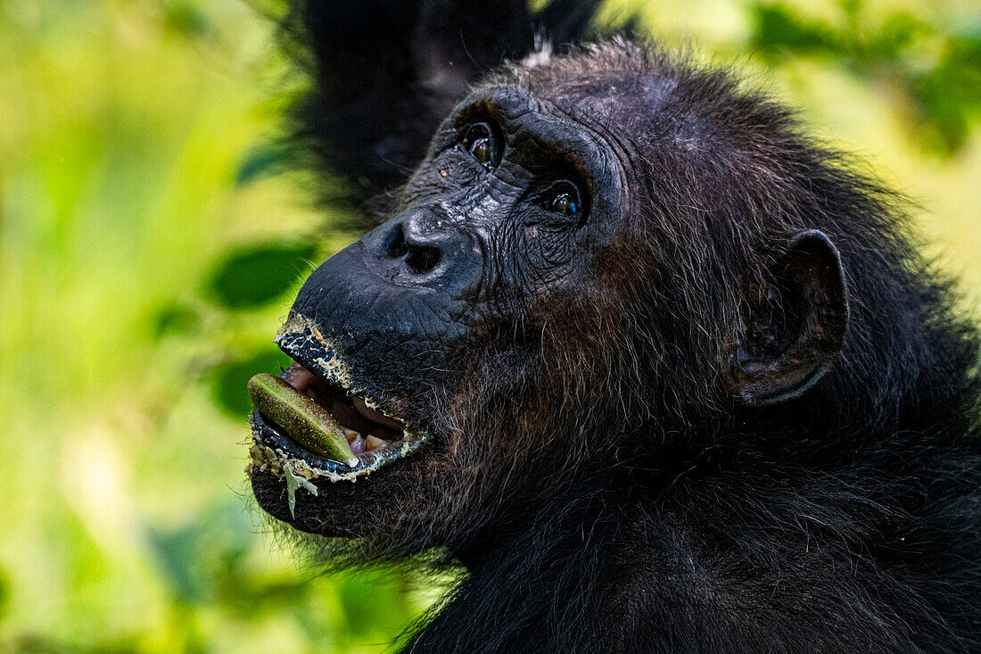 Chimpanzee (Pan troglodytes), Gombe Stream National Park, Lake Tanganyika, Tanzania, East Africa, Africa