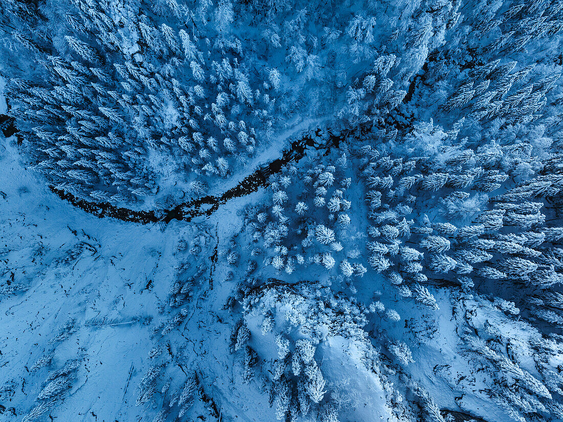 Aerial of a winter forest, Schwangau, Fussen, Swabia, Bavarian Alps, Bavaria, Germany, Europe