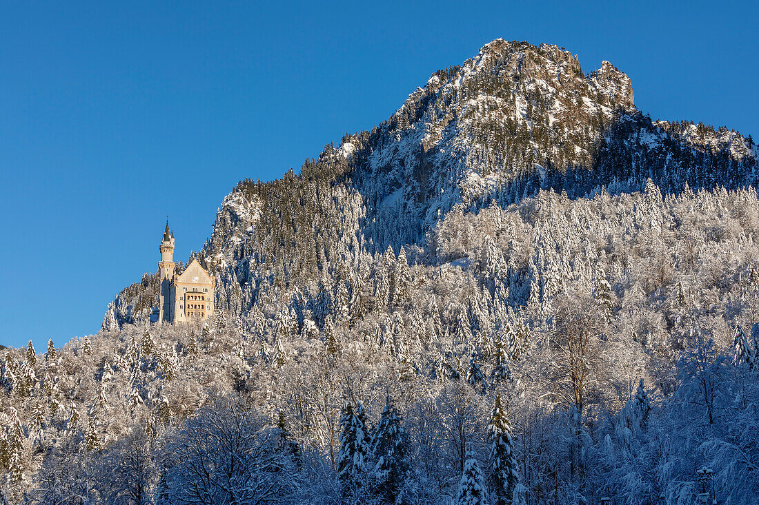 Neuschwanstein castle, Schwangau, Fussen, Swabia, Bavarian Alps, Bavaria, Germany, Europe