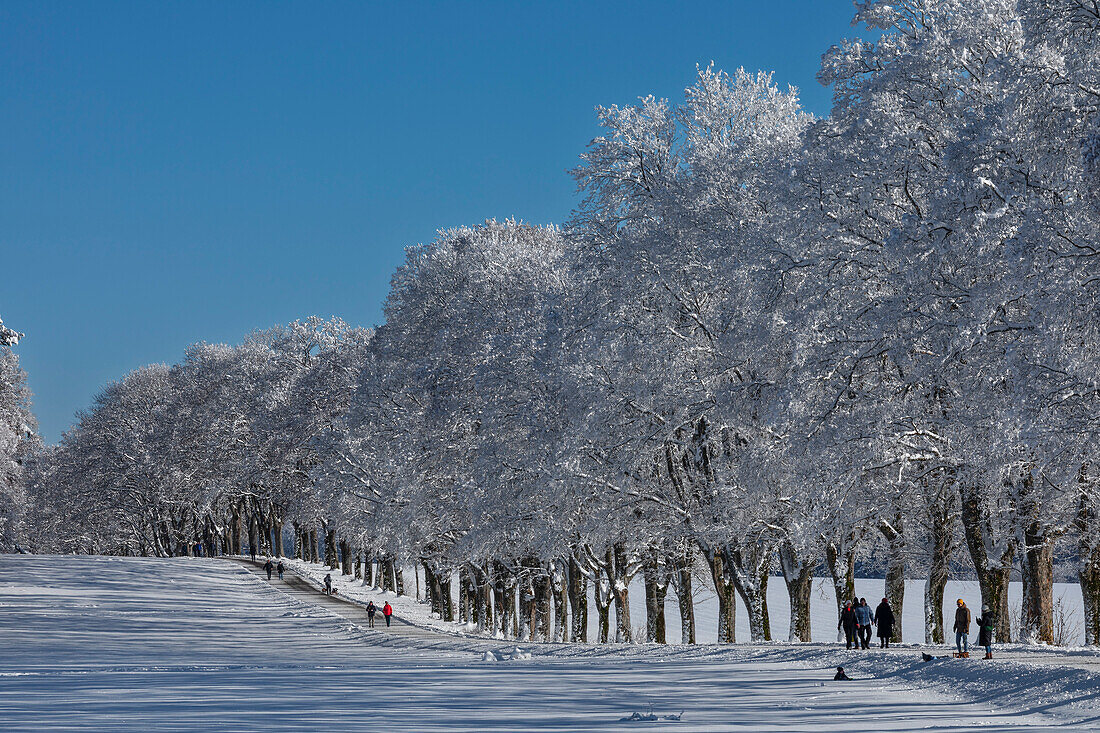 Alley of trees in winter, Swabian Jura, Baden-Wurttemberg, Germany, Europe