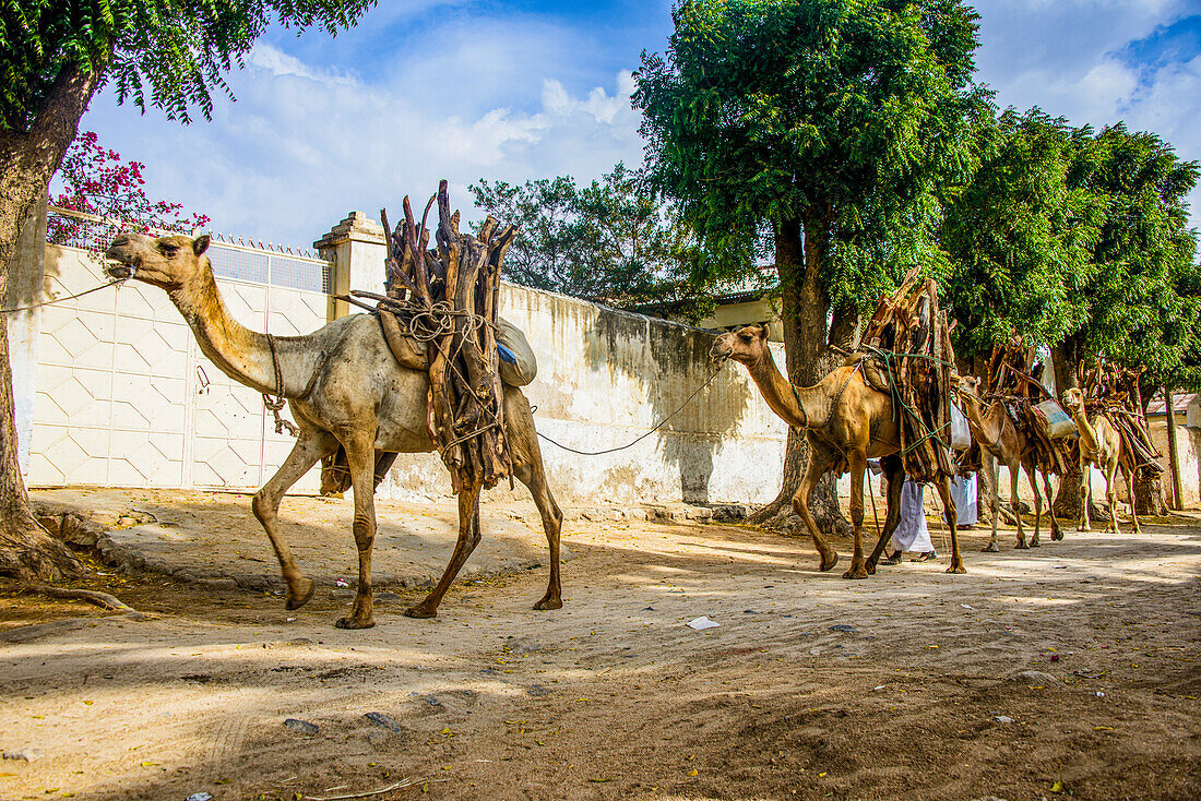 Camel caravan walking with firewood through Keren, Eritrea, Africa