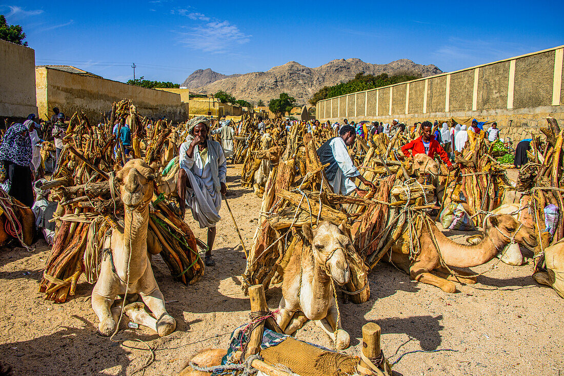 Kamele mit Brennholz beladen, Montagsmarkt von Keren, Eritrea, Afrika