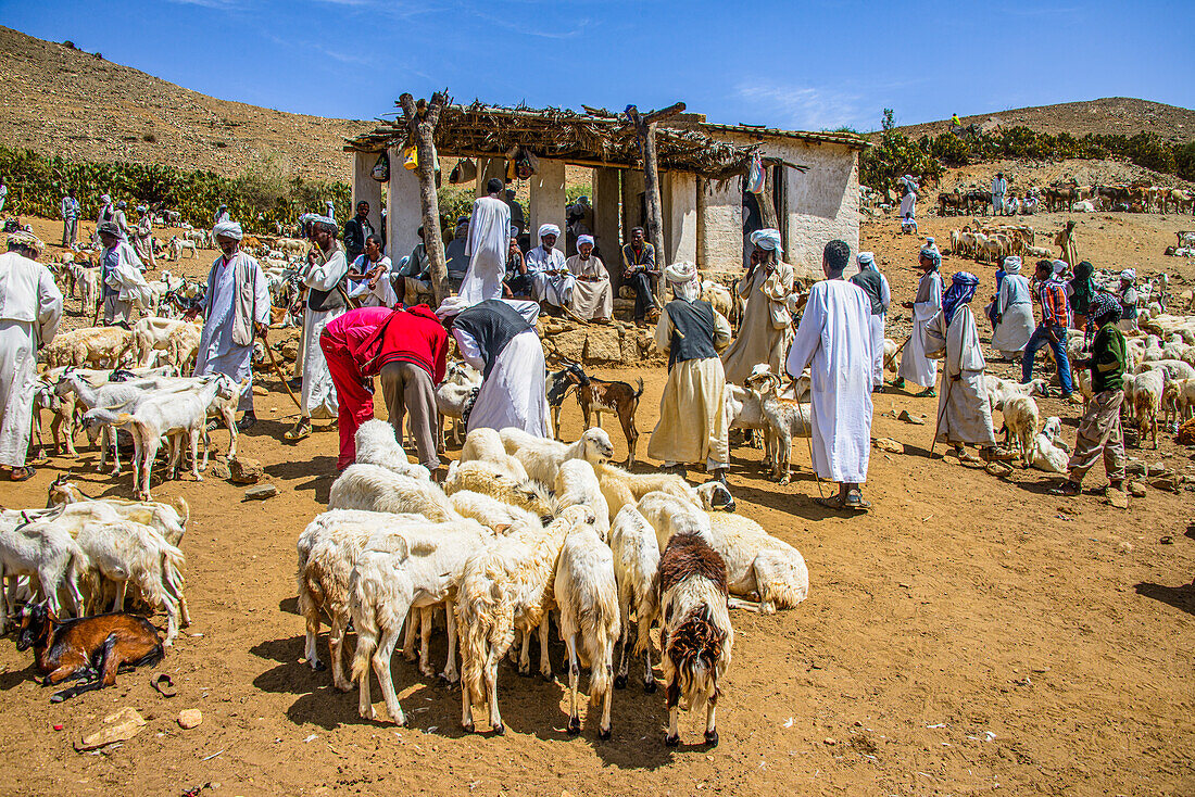 The Monday animal market of Keren, Eritrea, Africa