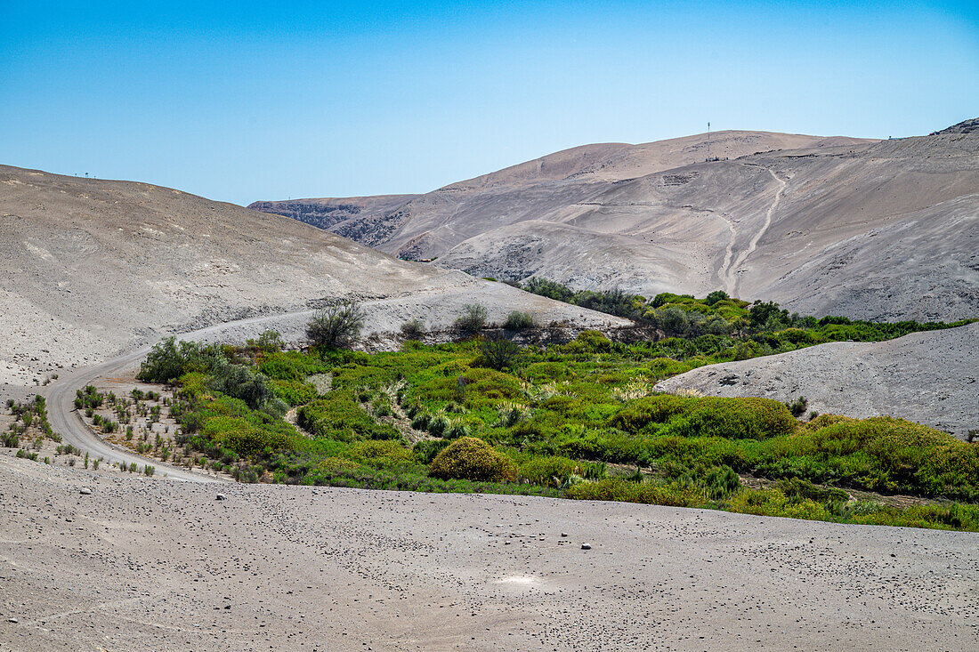 Grüner Canyon in der trockenen Atacamawüste, Chile, Südamerika