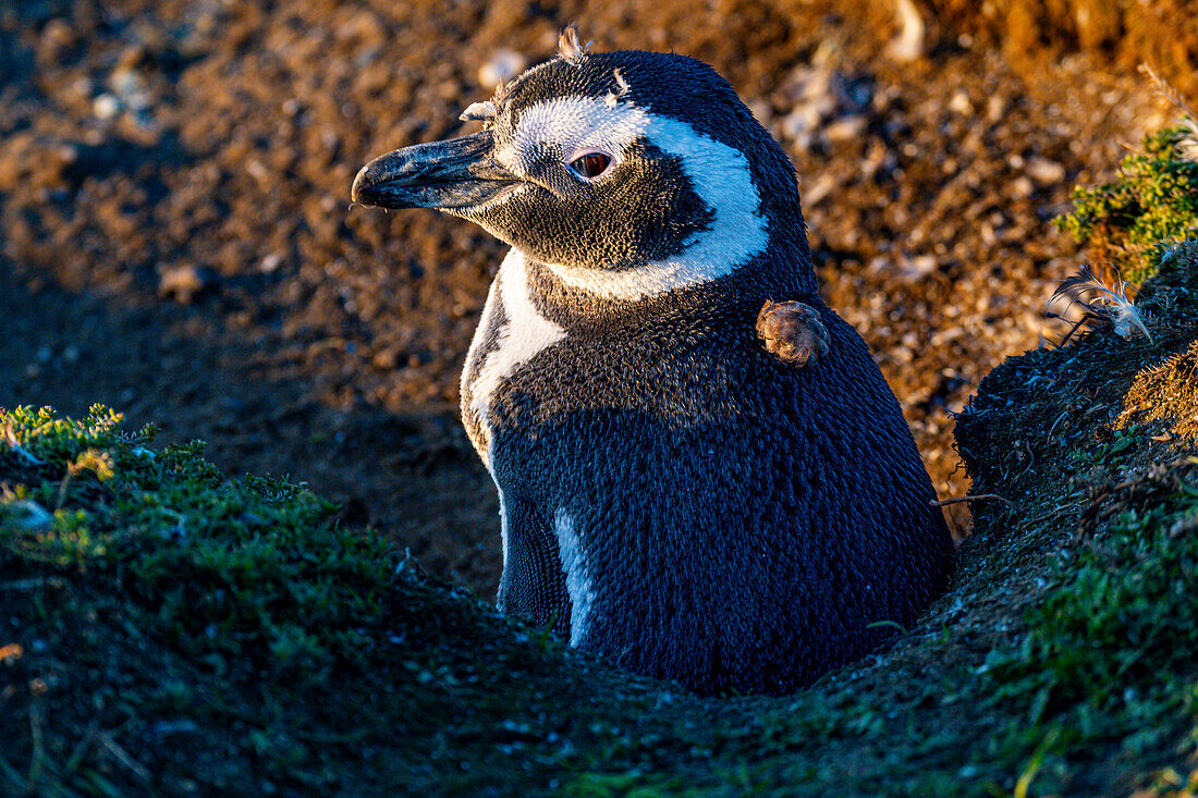 Magellanic penguin (Spheniscus magellanicus), Magdalena Island, Magallanes Region, Punta Arenas, Chile, South America