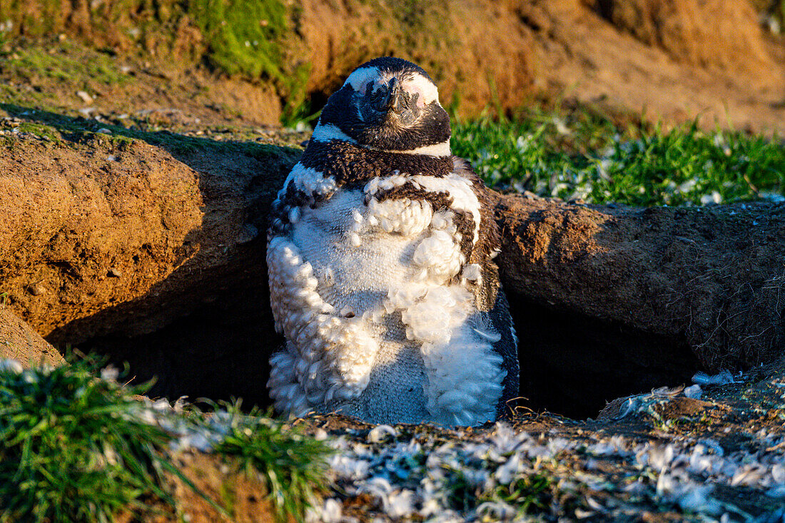 Magdalena-Insel, Magallanes-Region, Punta Arenas, Chile, Südamerika