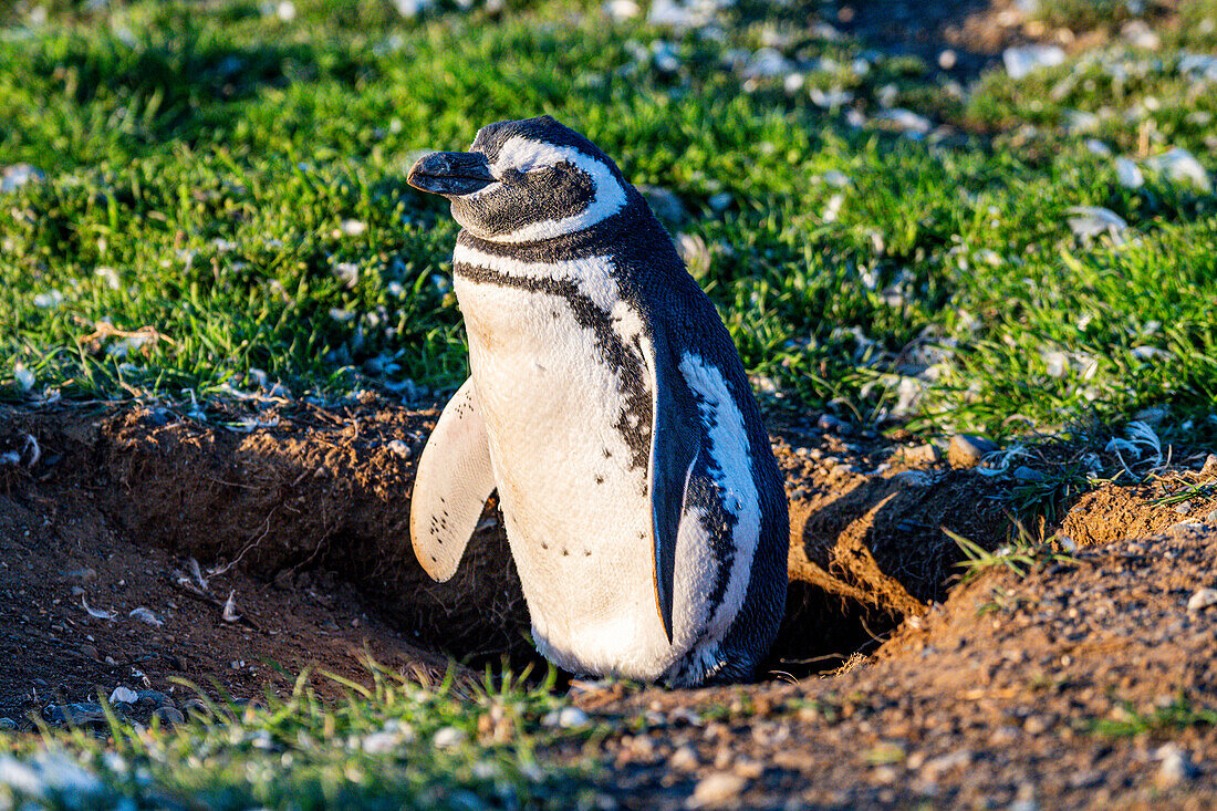 Magdalena-Insel, Magallanes-Region, Punta Arenas, Chile, Südamerika