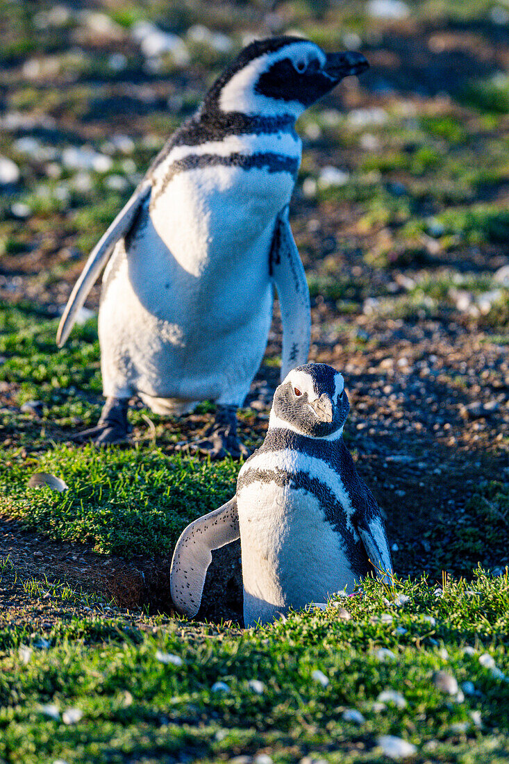 Magdalena-Insel, Magallanes-Region, Punta Arenas, Chile, Südamerika