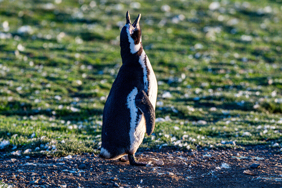 Magdalena-Insel, Magallanes-Region, Punta Arenas, Chile, Südamerika