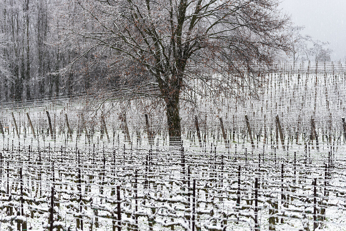 Winterlandschaft in Franciacorta Landgebiet, Provinz Brescia, Lombardei, Italien, Europa