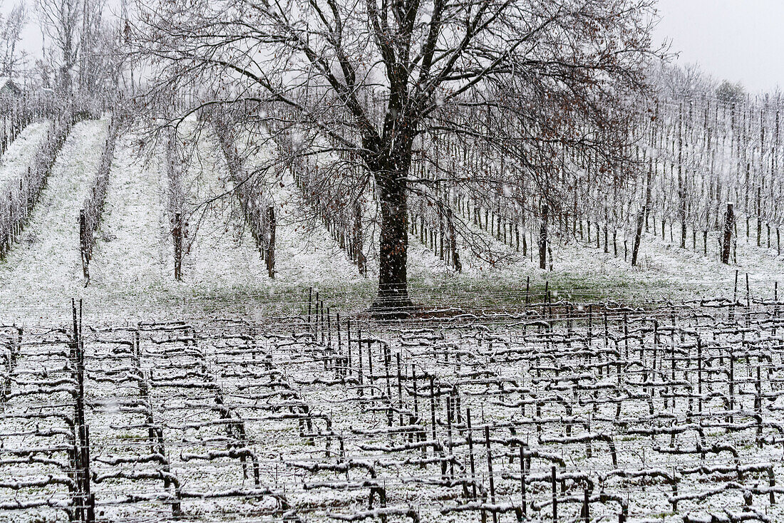 Winterlandschaft in Franciacorta Landgebiet, Provinz Brescia, Lombardei, Italien, Europa