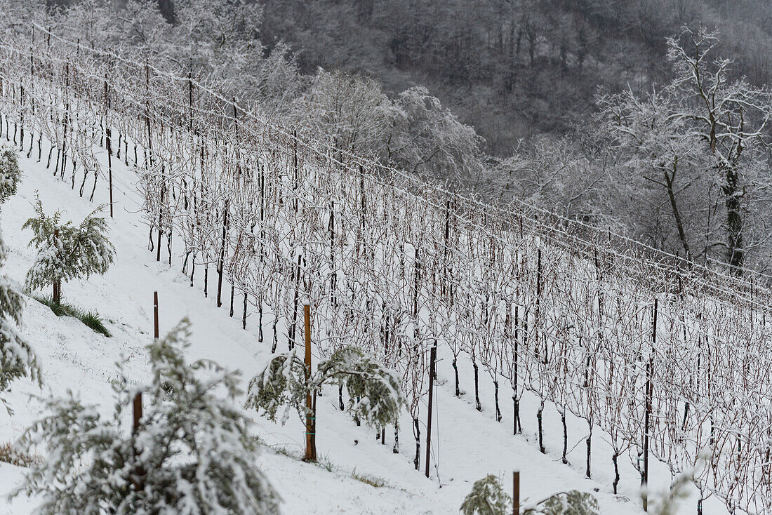 Winterlandschaft in Franciacorta Landgebiet, Provinz Brescia, Lombardei, Italien, Europa