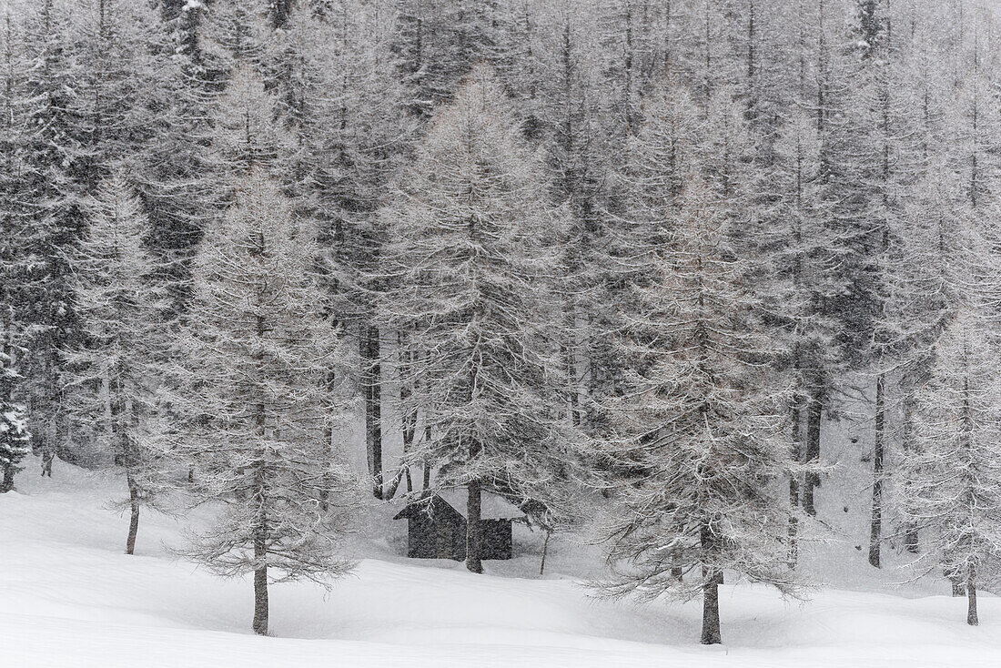 Winterschnee in den italienischen Alpen, mit Berg von Ponte di Legno in Brescia Provinz, Lombardei, Italien, Europa