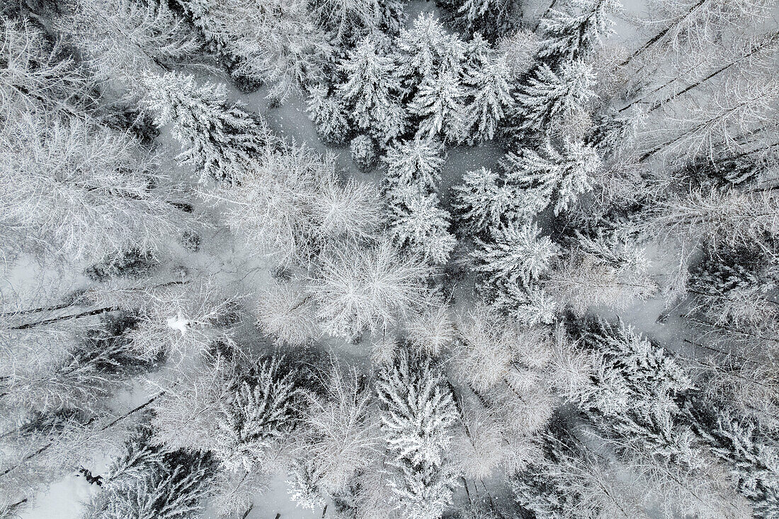 Winterlicher Schnee in den italienischen Alpen, mit dem Berg Ponte di Legno in der Provinz Brescia, Lombardei, Italien, Europa