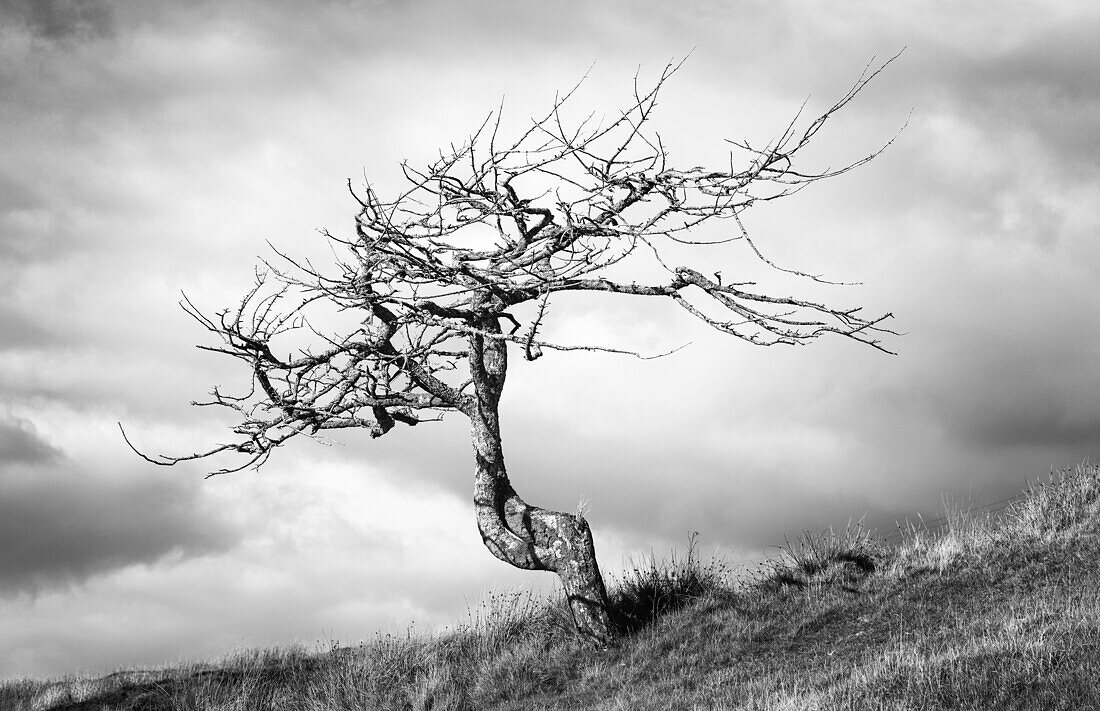 Ein einsamer Baum auf der Isle of Lewis, Äußere Hebriden, Schottland, Vereinigtes Königreich, Europa