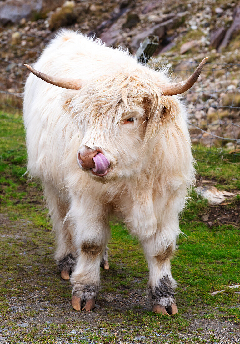 Hochlandrinder in Huisinish (Hushinish), Isle of Harris, Äußere Hebriden, Schottland, Vereinigtes Königreich, Europa