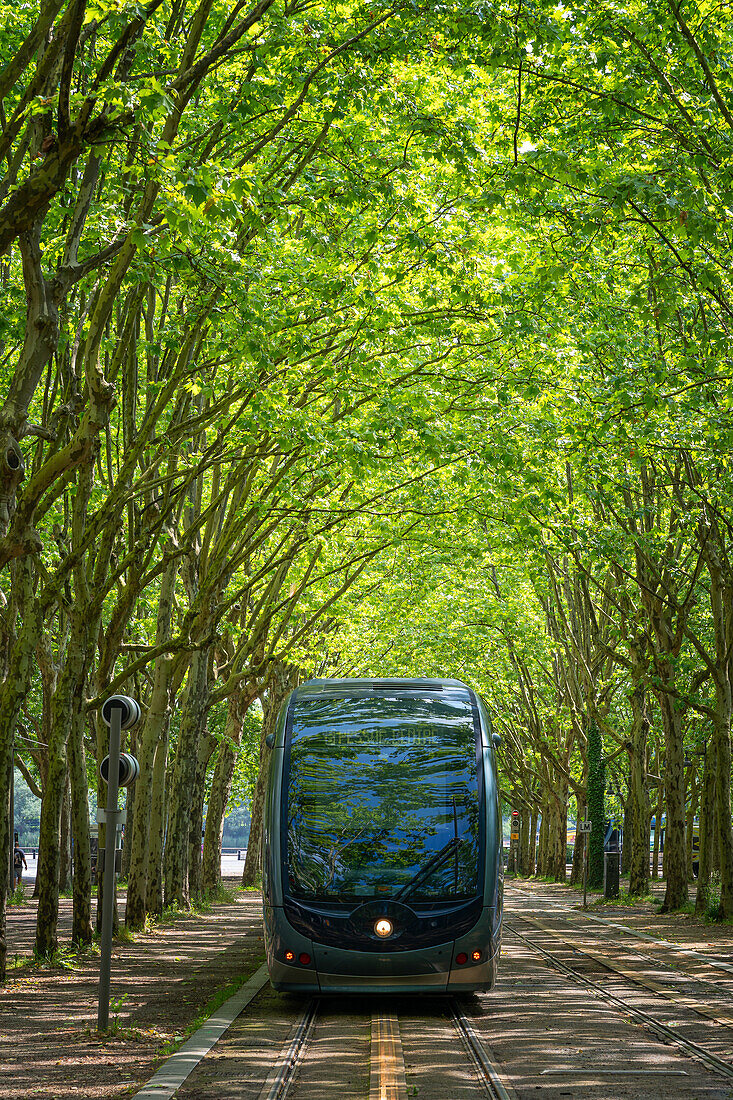 Straßenbahn unter den Bäumen, Bordeaux, Gironde, Aquitaine, Frankreich, Europa