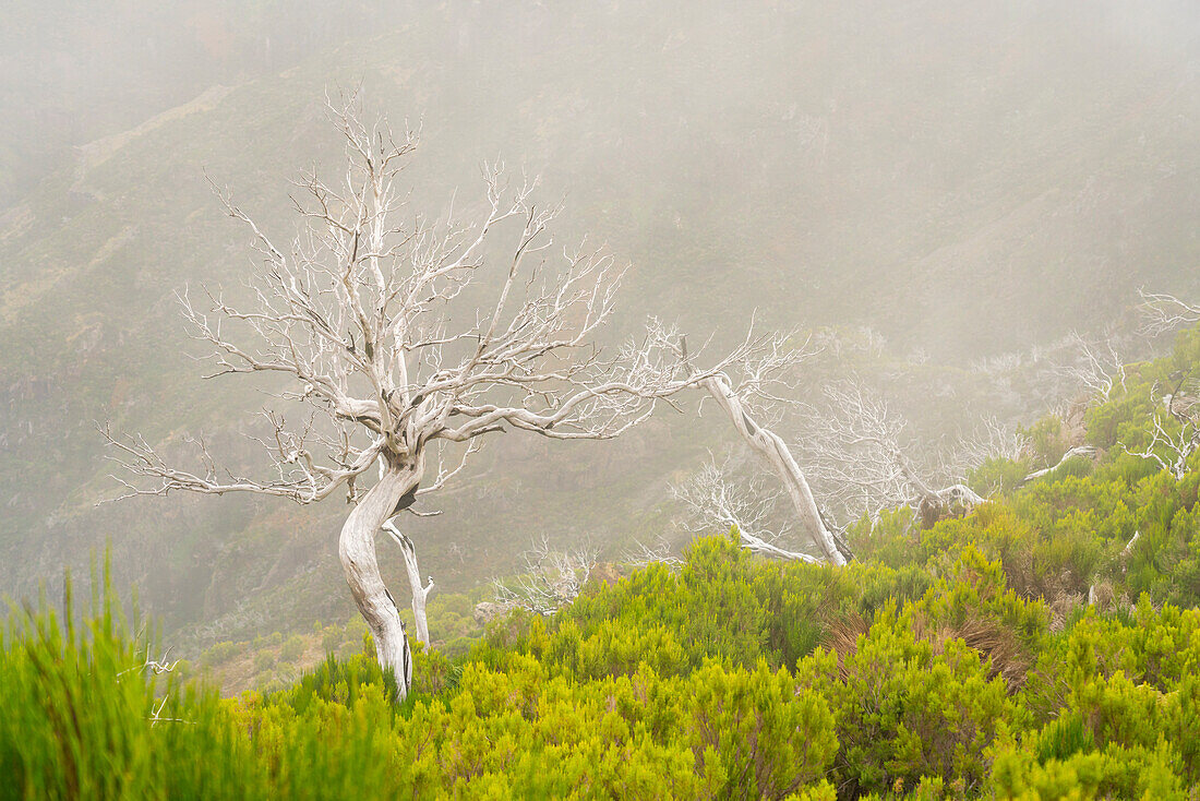 Dried bare trees along trail to Pico Ruivo, Santana, Madeira, Portugal, Atlantic, Europe