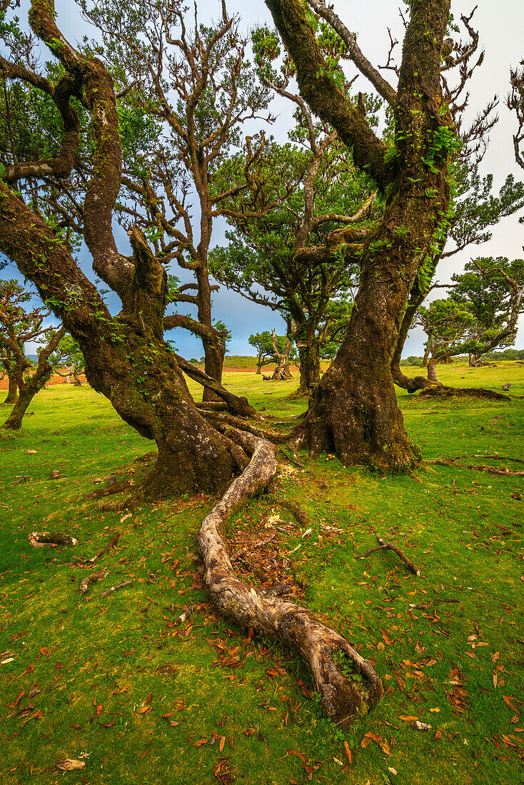 Lorbeerbaumwald, UNESCO-Welterbe, Sao Vicente, Madeira, Portugal, Atlantik, Europa