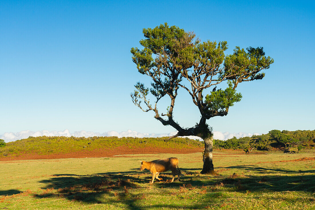 Cow passing by laurel tree, UNESCO World Heritage Site, Sao Vicente, Madeira, Portugal, Atlantic, Europe