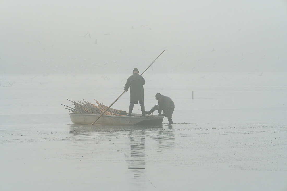 Fischer auf dem Boot bereiten sich am nebligen Morgen auf die Fischernte vor, Rozmberk-Teich, UNESCO-Biosphäre, Trebon, Bezirk Jindrichuv Hradec, Südböhmische Region, Tschechische Republik (Tschechien), Europa