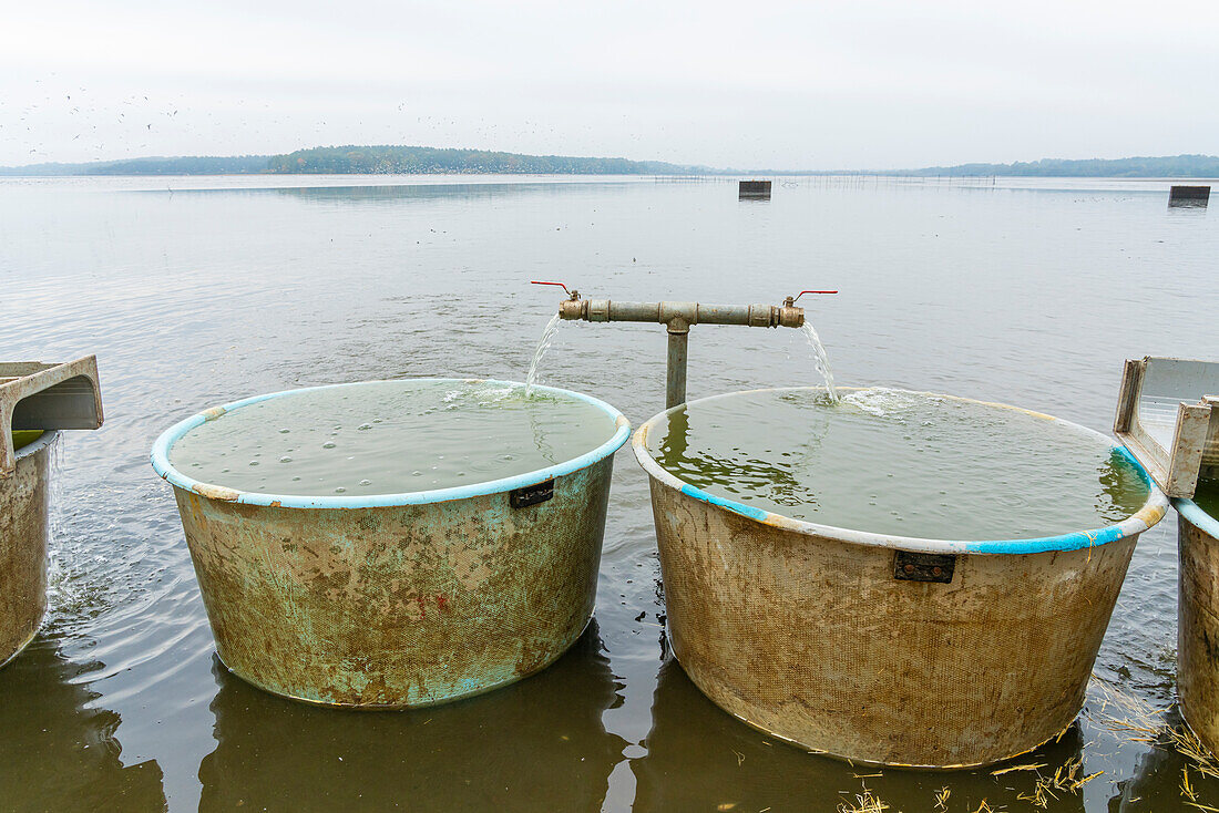 Fish tanks ready for fish harvest on Rozmberk Pond, UNESCO Biosphere, Trebon, Jindrichuv Hradec District, South Bohemian Region, Czech Republic (Czechia), Europe