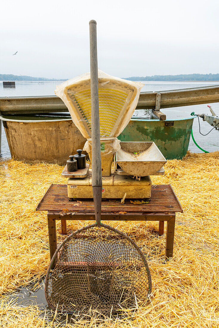 Fishing net and scale ready for fish harvest on Rozmberk Pond, UNESCO Biosphere, Trebon, Jindrichuv Hradec District, South Bohemian Region, Czech Republic (Czechia), Europe