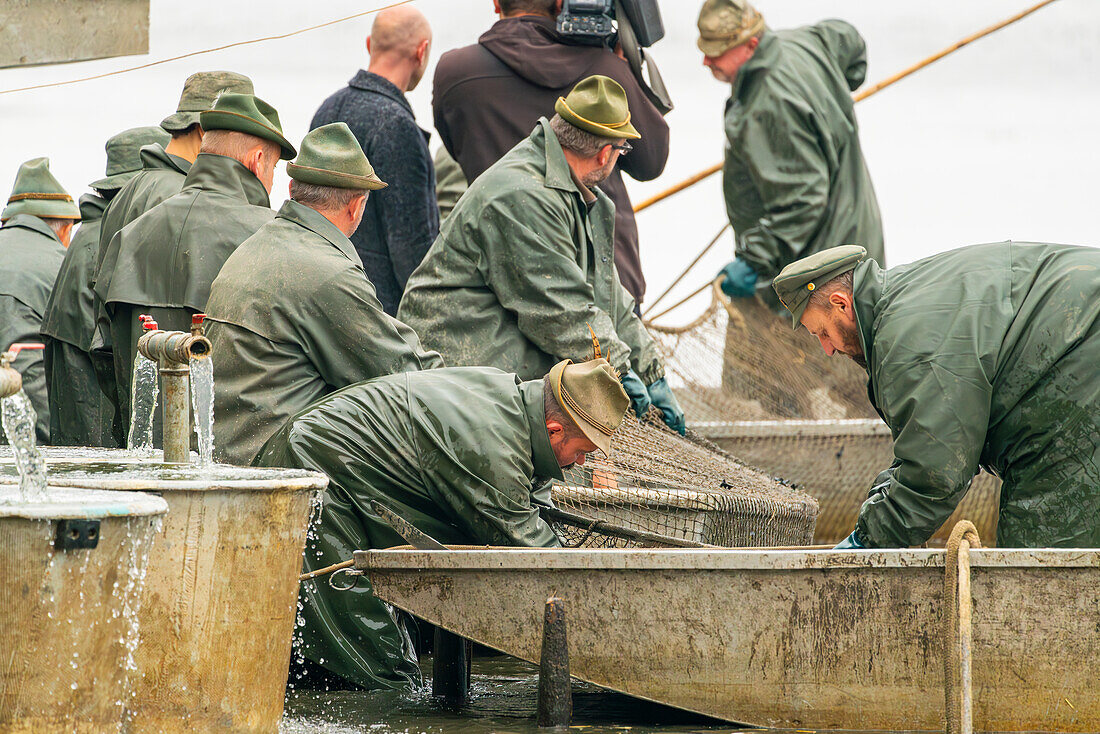 Fischer im Boot mit Netz und Fischen bei der Fischernte, Rozmberk-Teich, UNESCO-Biosphäre, Trebon, Bezirk Jindrichuv Hradec, Südböhmische Region, Tschechische Republik (Tschechien), Europa