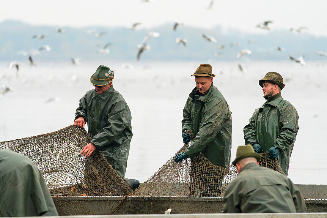 Fischer im Boot mit Netz und Fischen bei der Fischernte, Rozmberk-Teich, UNESCO-Biosphäre, Trebon, Bezirk Jindrichuv Hradec, Südböhmische Region, Tschechische Republik (Tschechien), Europa